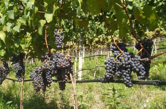 Felicitá in vacanza - Bressanone / Alto Adige (4)